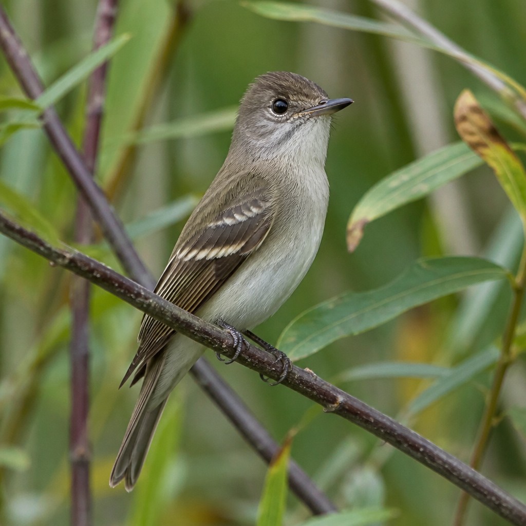 Alder Flycatcher (Empidonax alnorum)