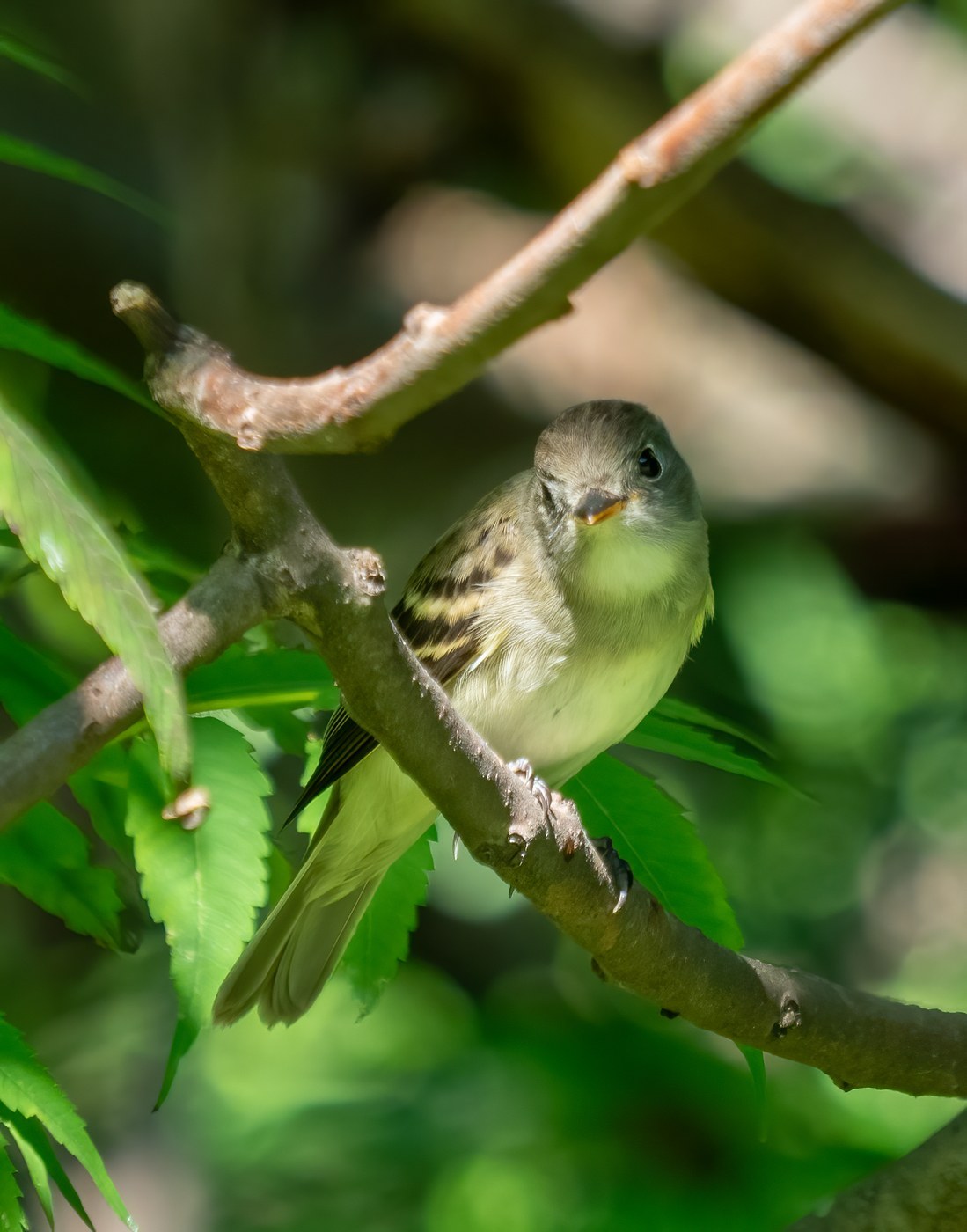 Alder Flycatcher (Empidonax alnorum)