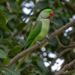 Alexandrine Parakeet Identification Guide