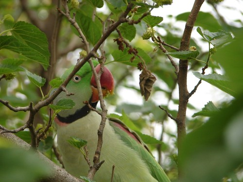 Alexandrine Parakeet