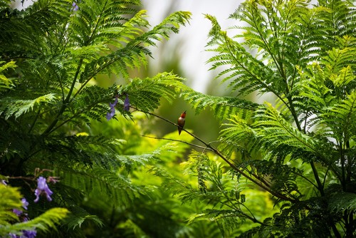 Allen's Hummingbird