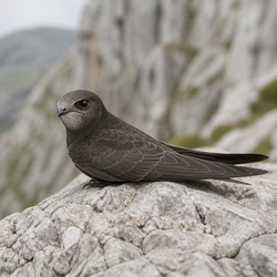 Alpine Swift Identification Guide