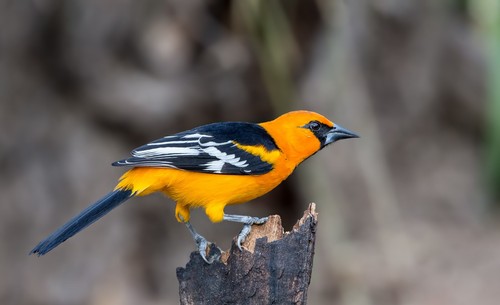 Altamira Oriole