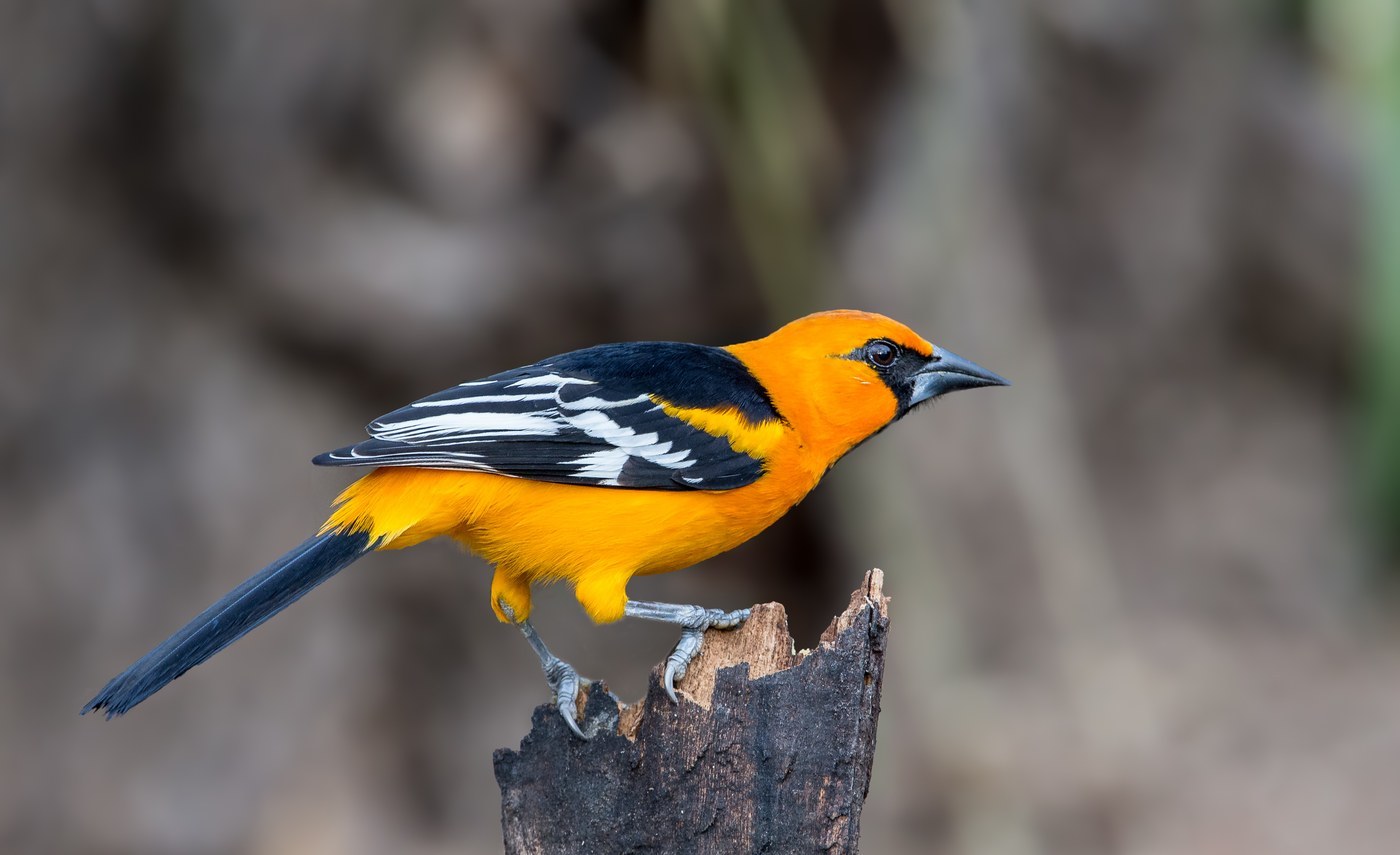 Altamira Oriole (Icterus gularis)