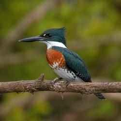 Amazon Kingfisher Identification Guide