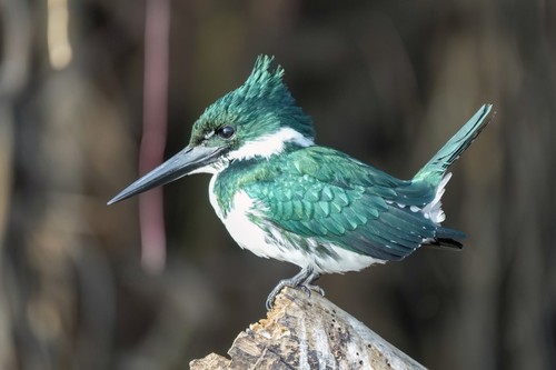Amazon Kingfisher