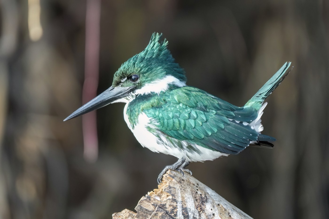 Amazon Kingfisher (Chloroceryle amazona)
