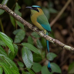 Amazonian Motmot Identification Guide