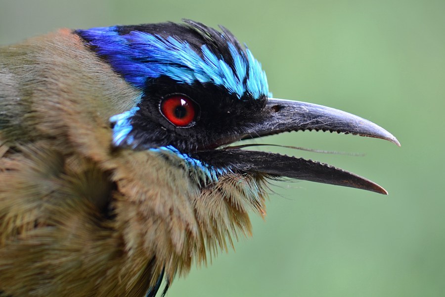 Amazonian Motmot (Momotus momota)