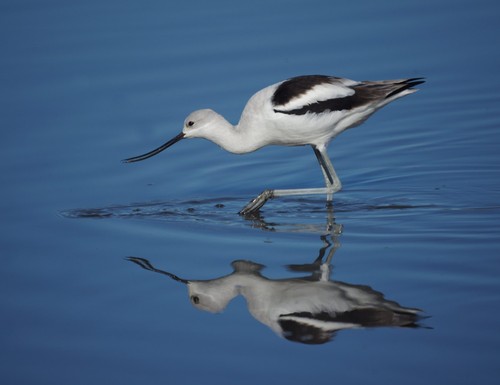 American Avocet