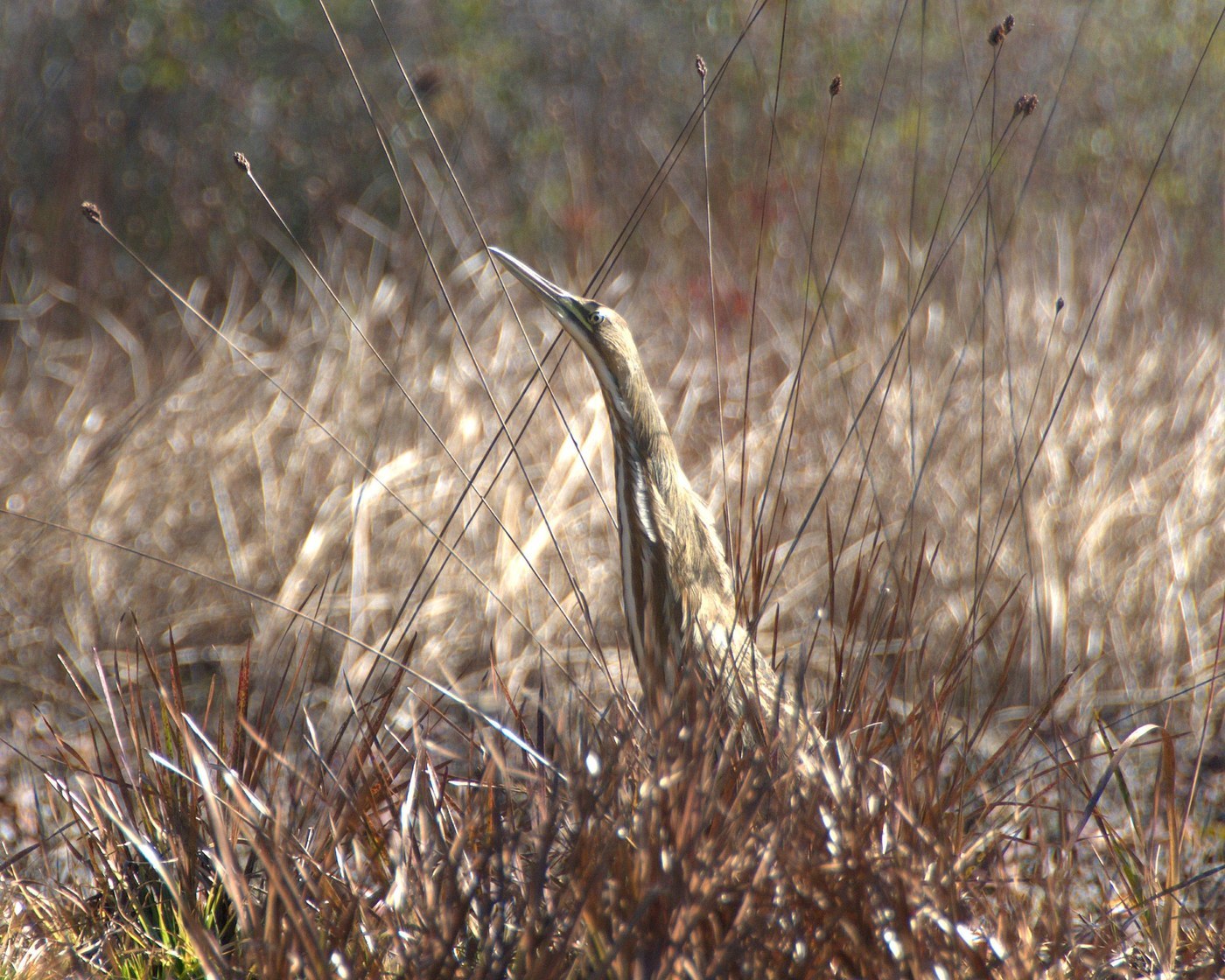 American Bittern (Botaurus lentiginosus)