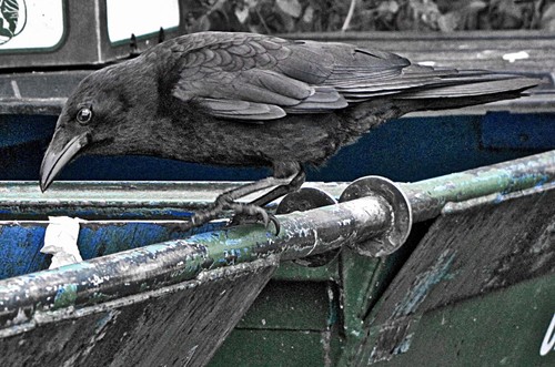 American Crow
