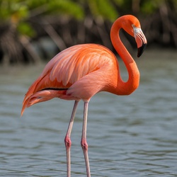 American Flamingo Identification Guide