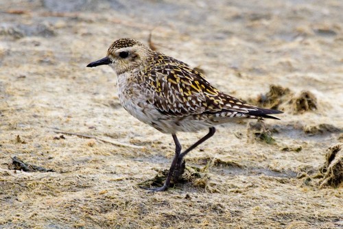 American Golden-Plover