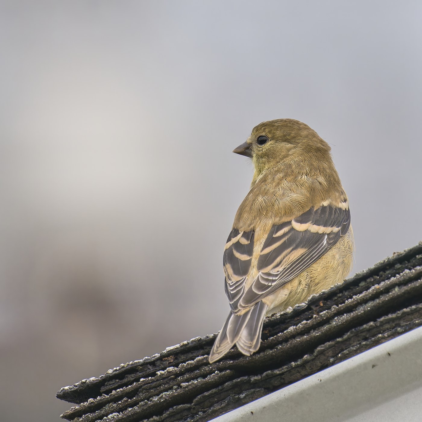 American Goldfinch (Spinus tristis)