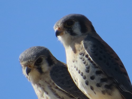 American Kestrel