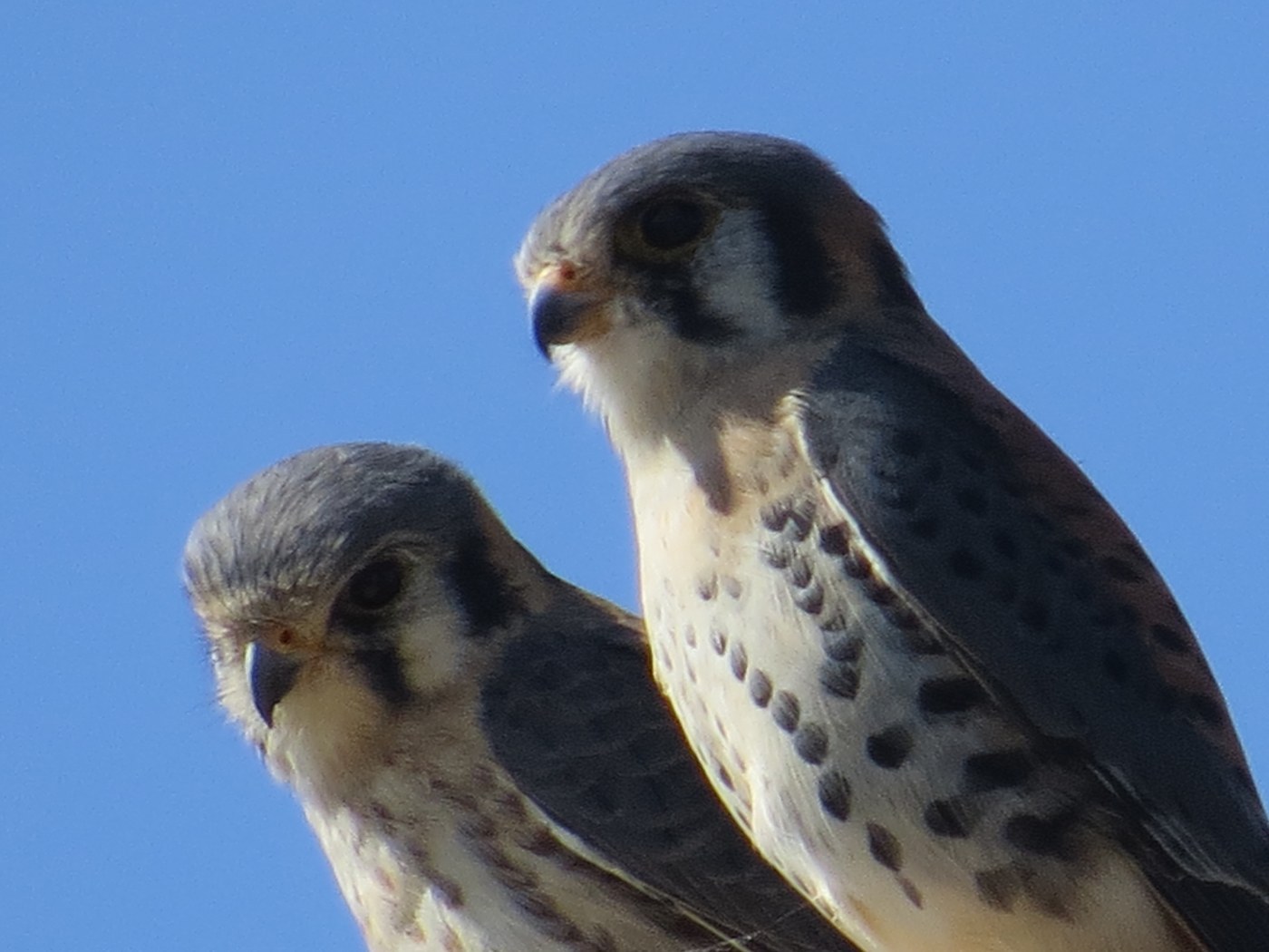 American Kestrel (Falco sparverius)