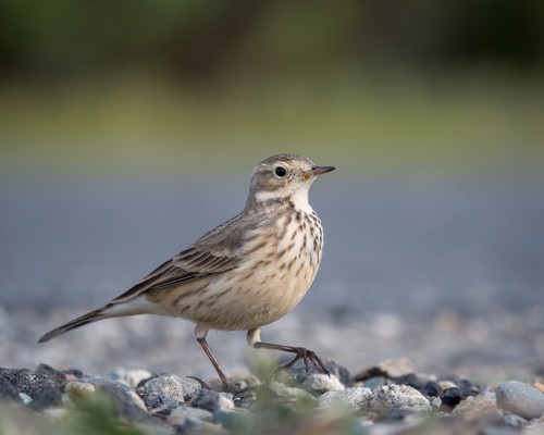 American Pipit