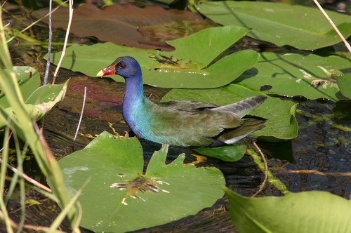 American Purple Gallinule