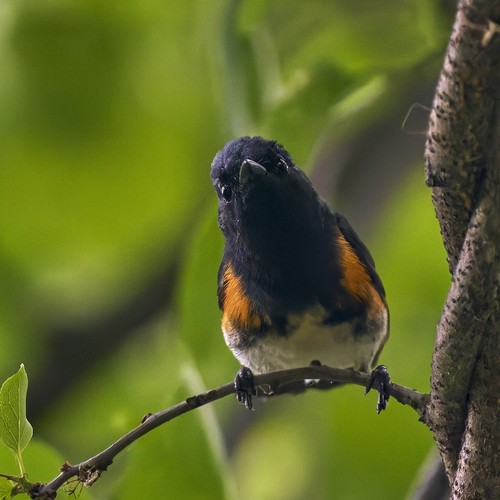 American Redstart