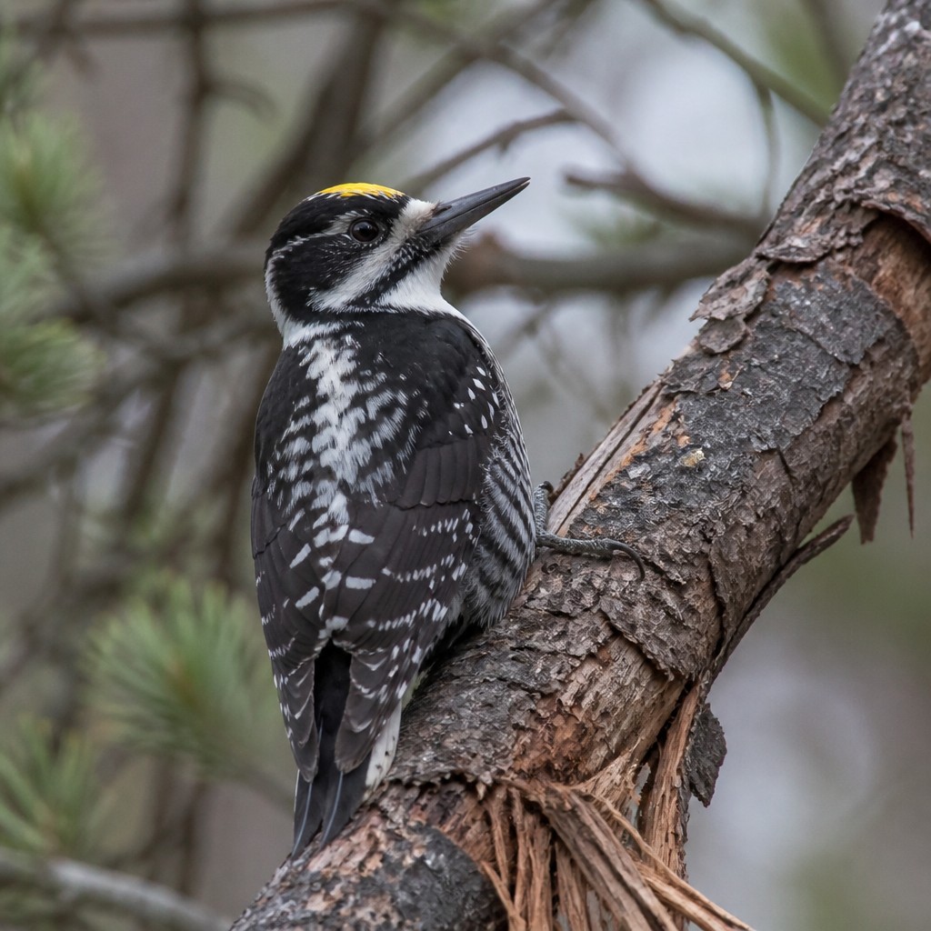 American Three-toed Woodpecker