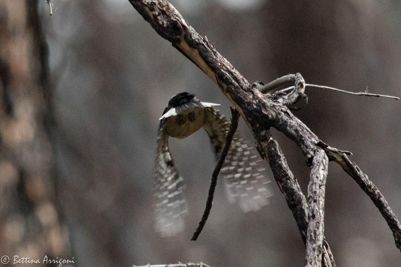 American Three-toed Woodpecker (Picoides dorsalis)