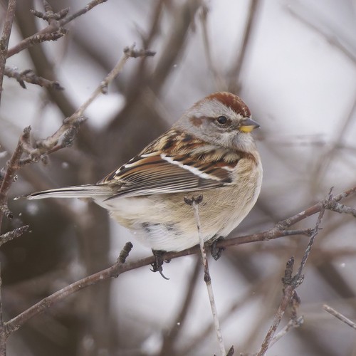 American Tree Sparrow