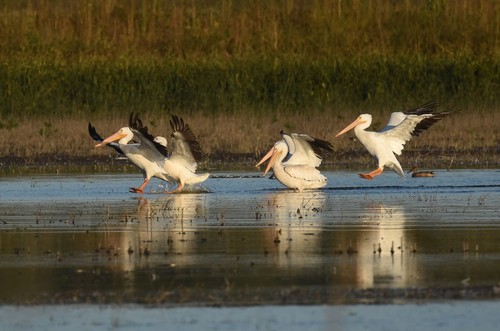 American White Pelican