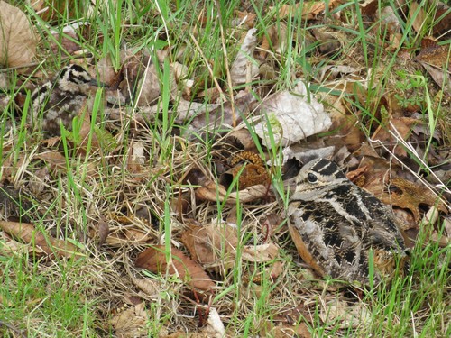 American Woodcock