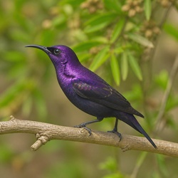 Amethyst Sunbird Identification Guide