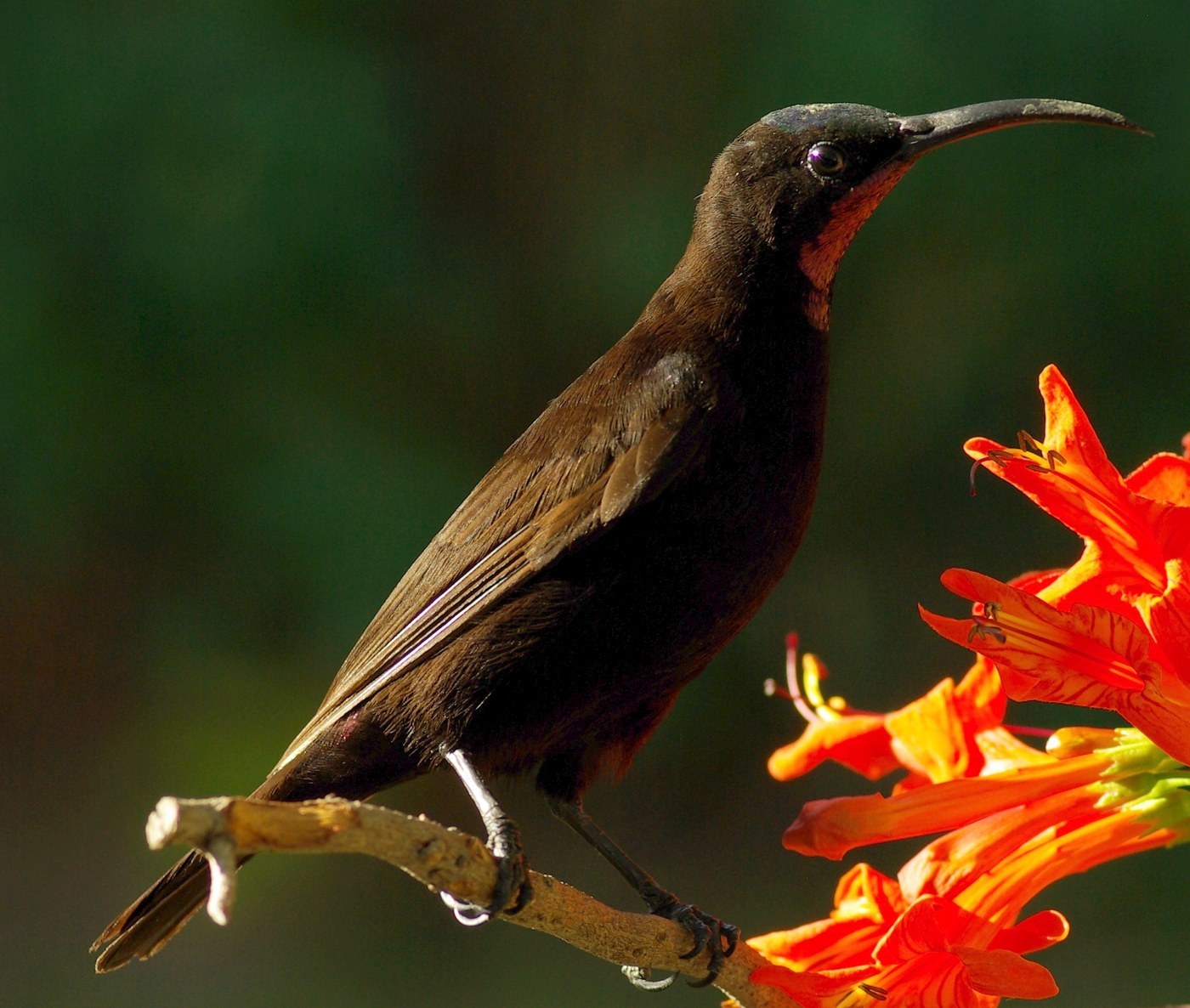 Amethyst Sunbird (Chalcomitra amethystina)