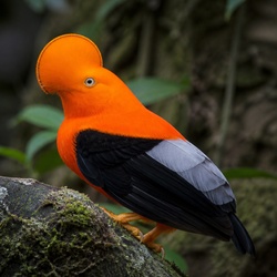 Andean Cock-of-the-rock Identification Guide