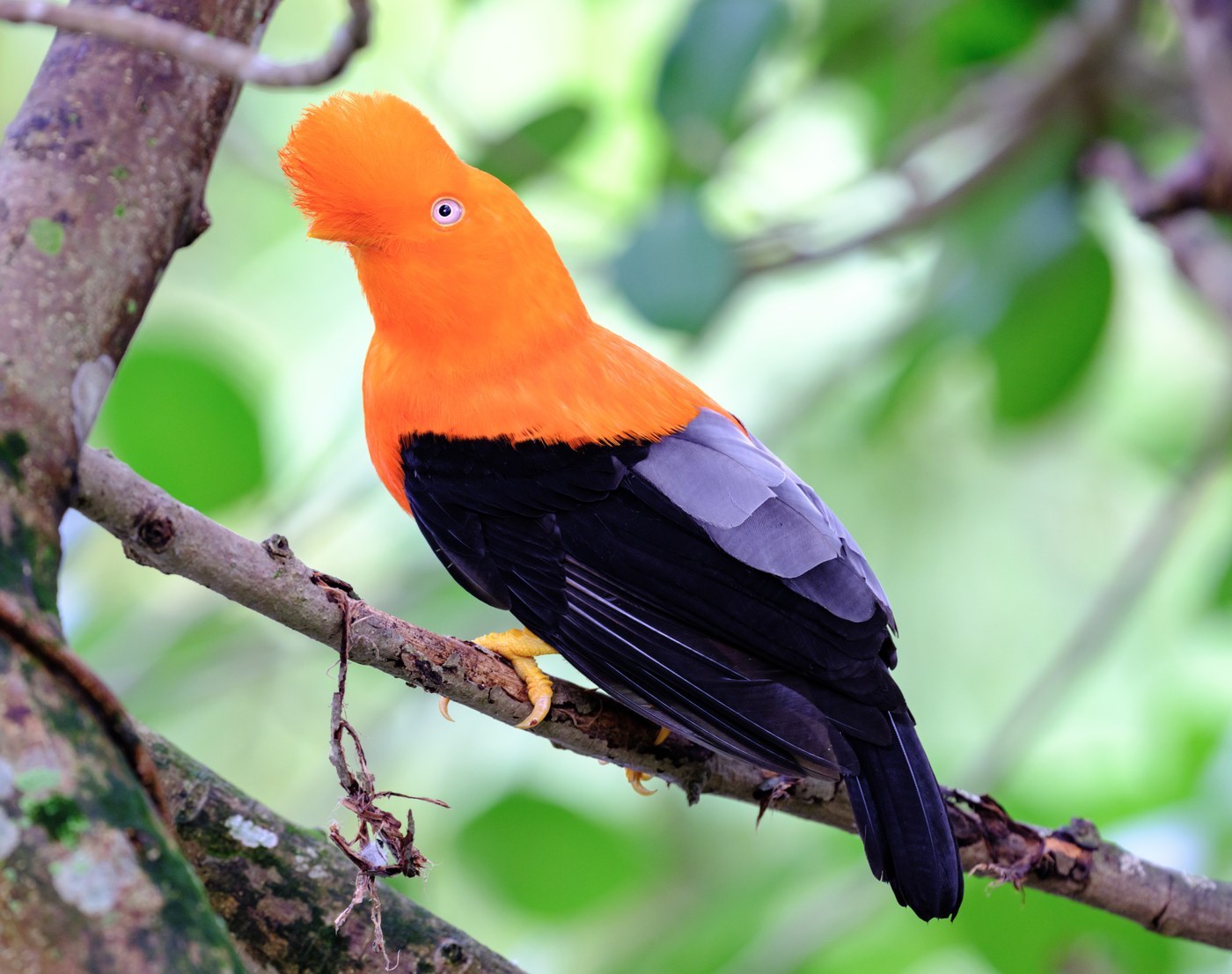 Andean Cock-of-the-rock (Rupicola peruvianus)