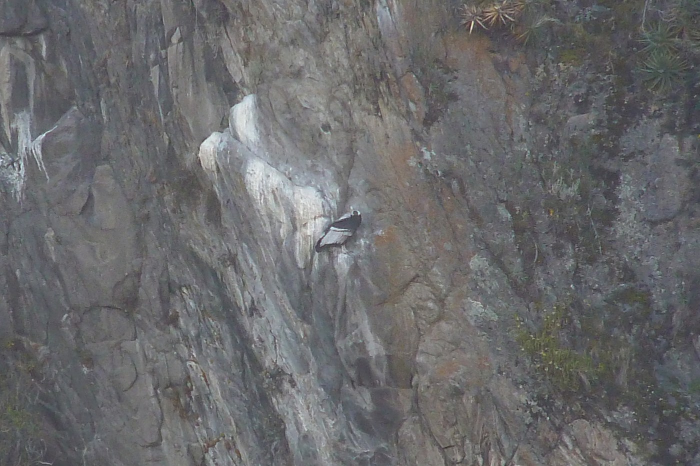 Andean Condor (Vultur gryphus)
