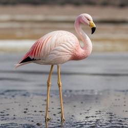 Andean Flamingo Identification Guide