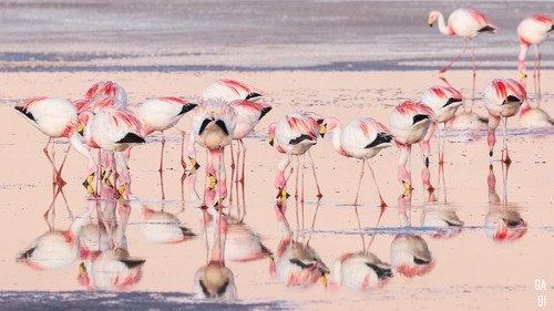 Andean Flamingo
