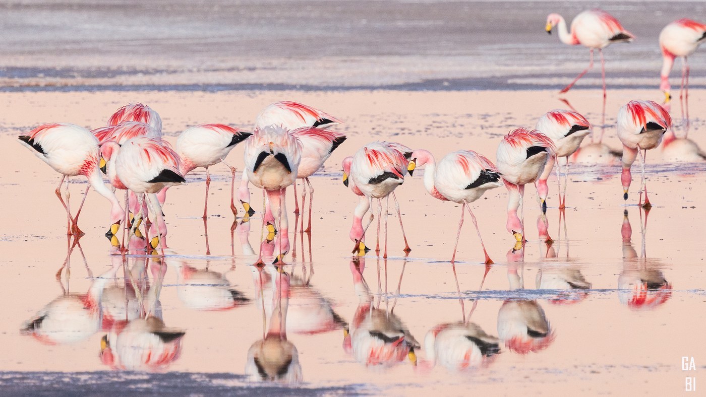 Andean Flamingo (Phoenicoparrus andinus)