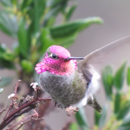 Anna's Hummingbird