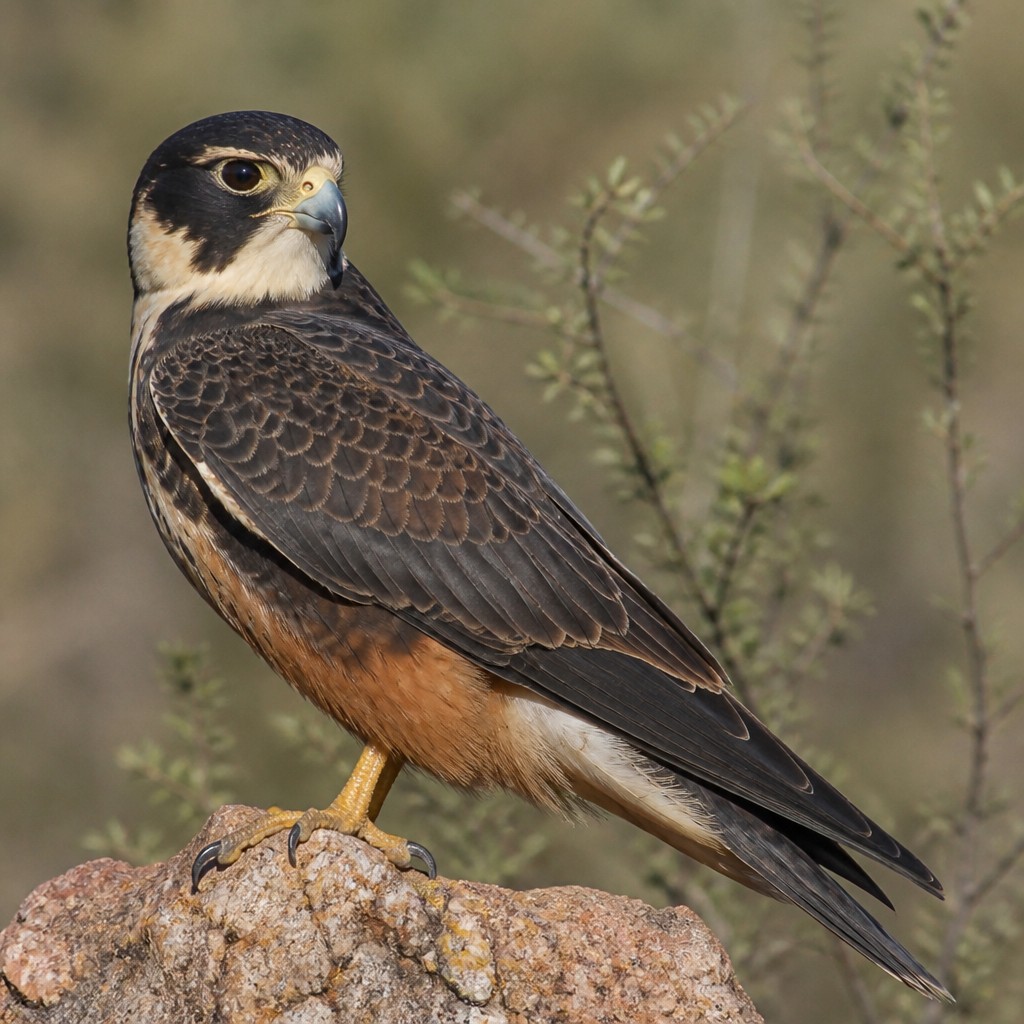 Aplomado Falcon (Falco femoralis)