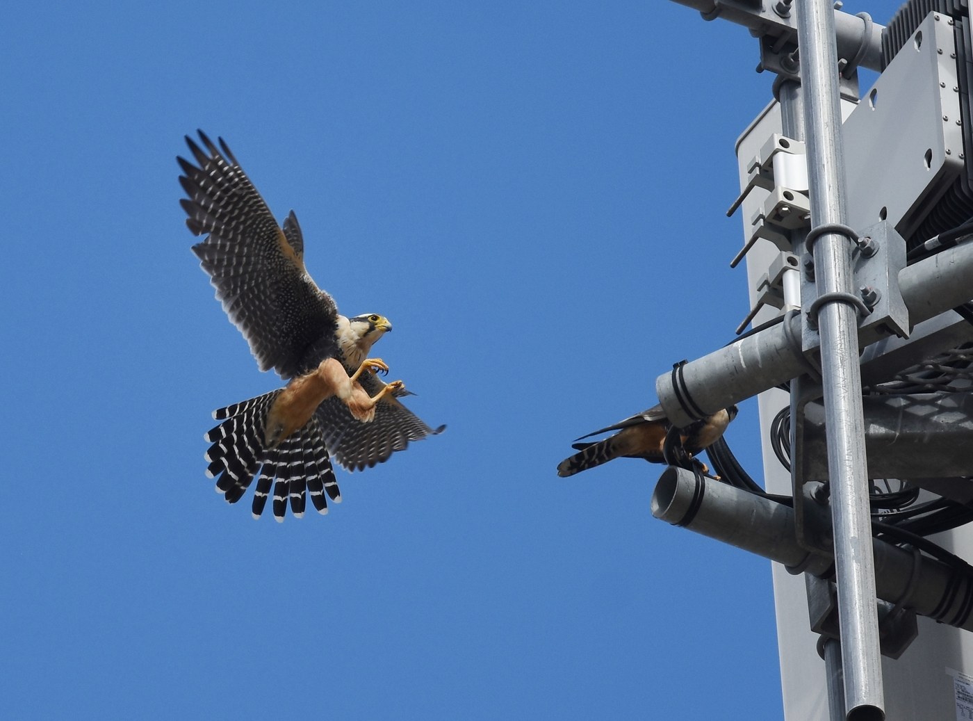 Aplomado Falcon (Falco femoralis)