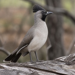 Apostlebird Identification Guide