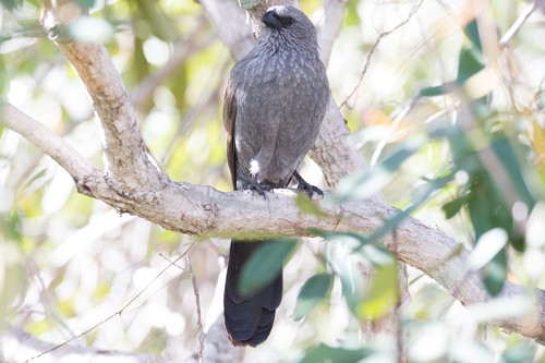 Apostlebird