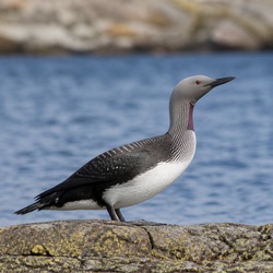 Arctic Loon Identification Guide