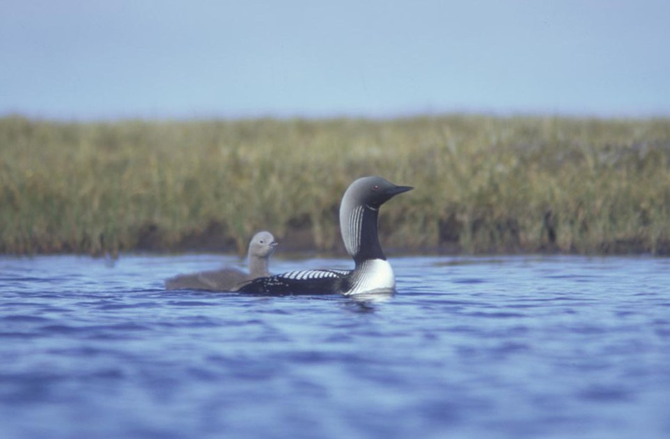 Arctic Loon (Gavia arctica)
