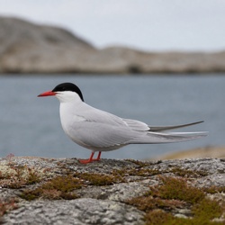 Arctic Tern Identification Guide