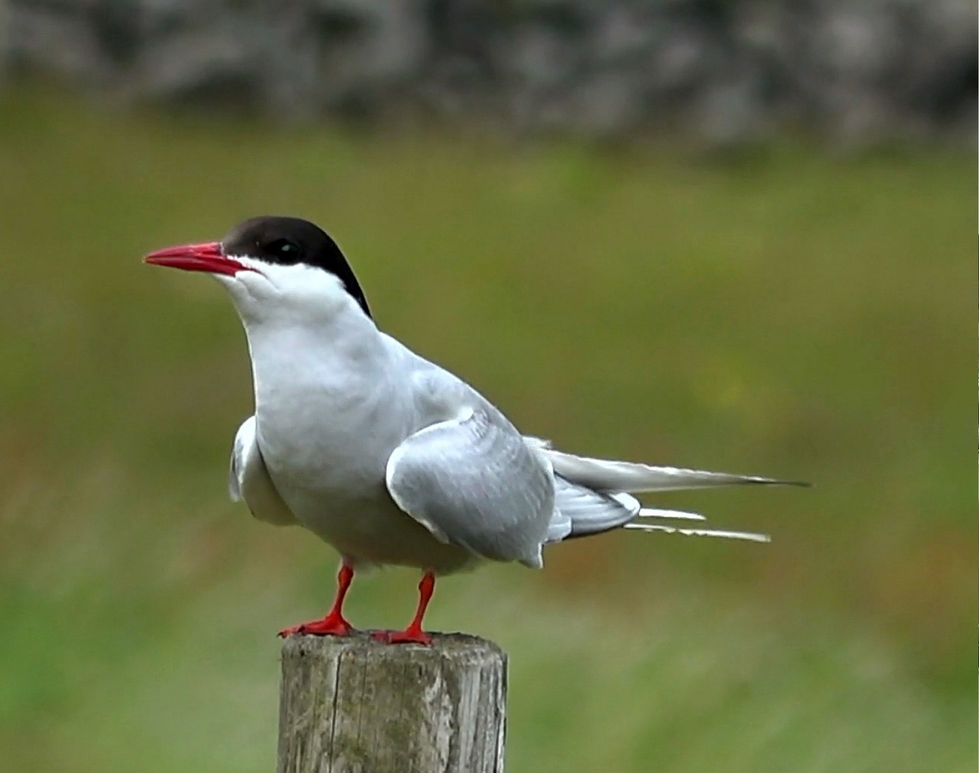 Arctic Tern Identification Guide