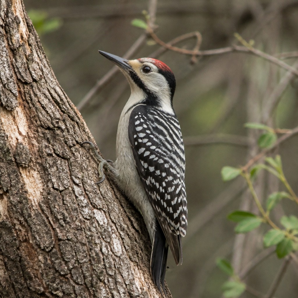 Arizona Woodpecker