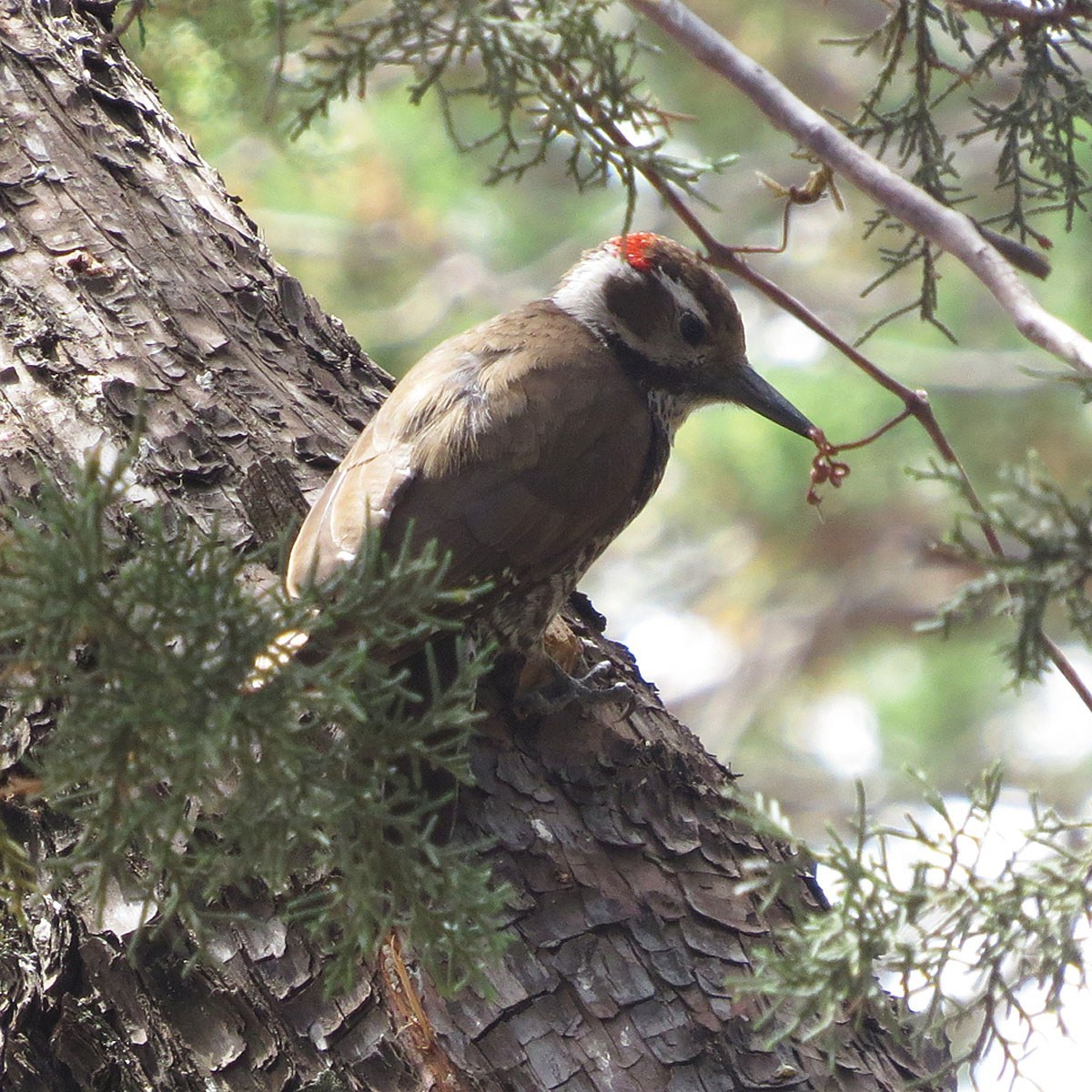 Arizona Woodpecker (Dryobates arizonae)