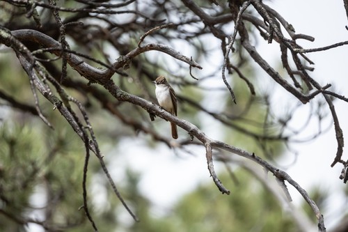Ash-throated Flycatcher