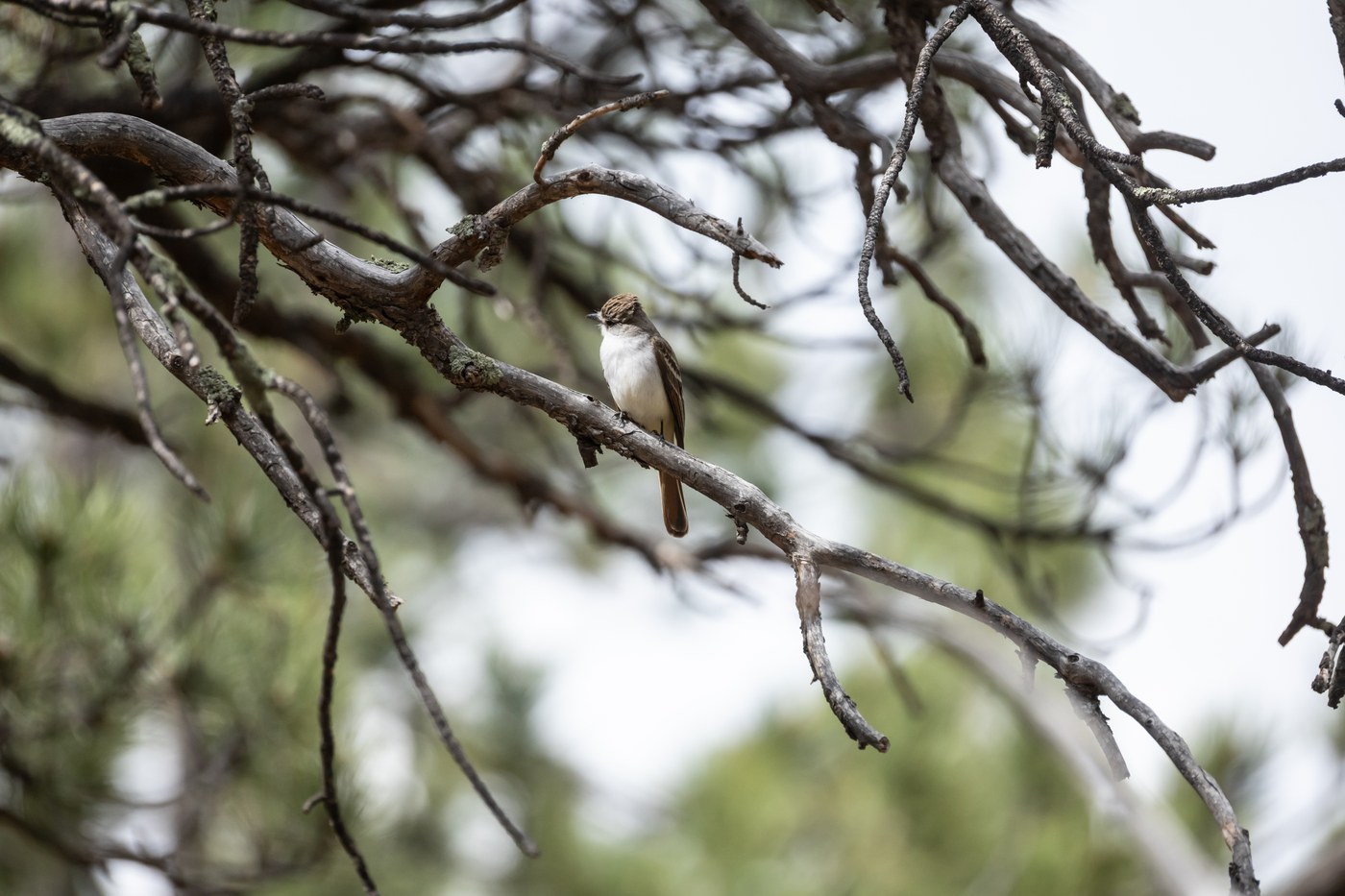 Ash-throated Flycatcher (Myiarchus cinerascens)